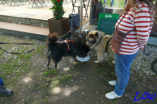 19.5.2024 Hundebar